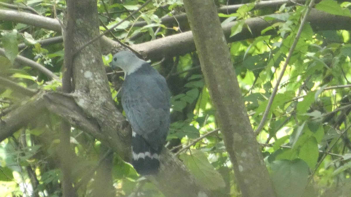 Gray-headed Kite - ML656996640