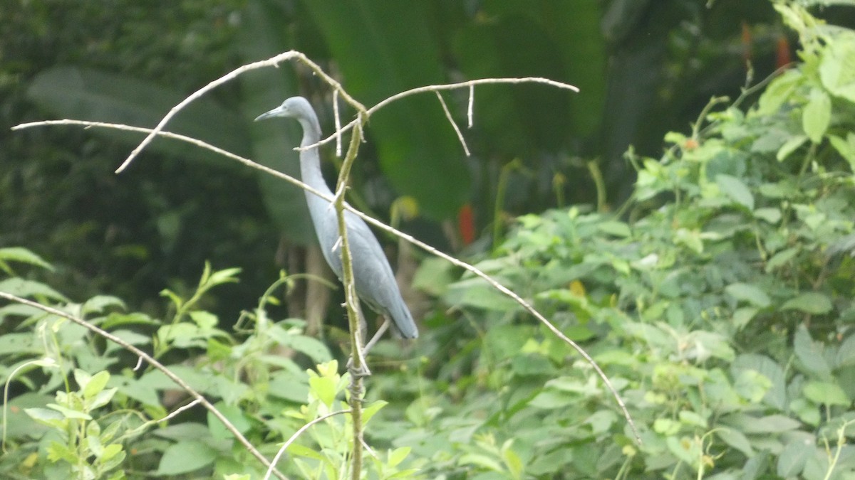 Little Blue Heron - ML656997213