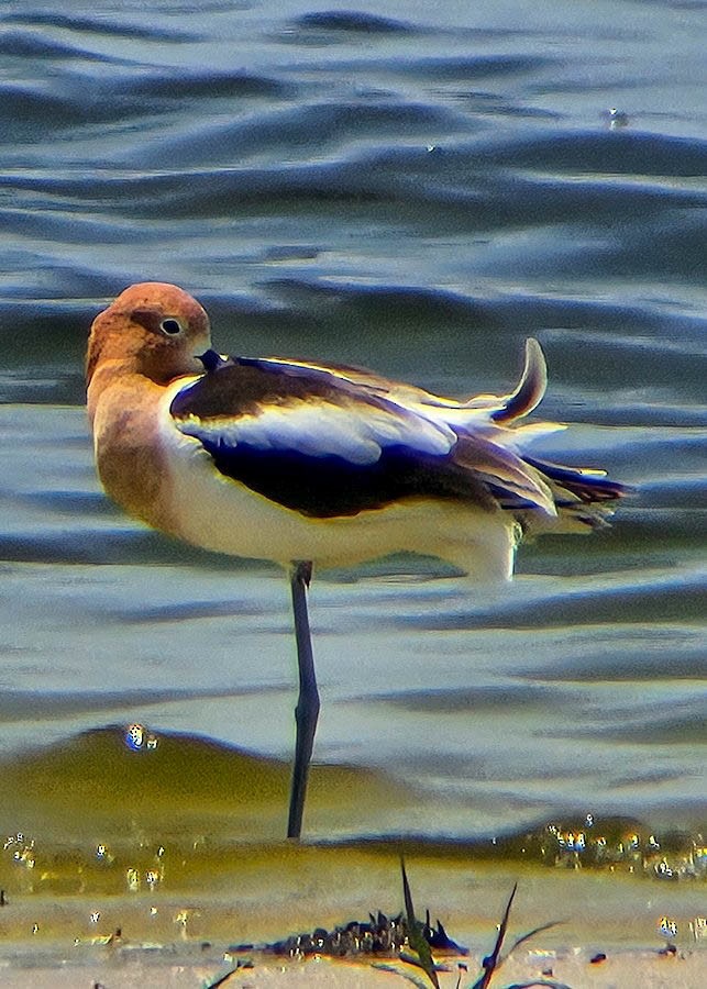 Avocette d'Amérique - ML656998554