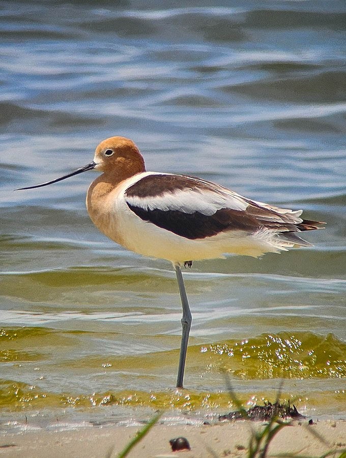 Avocette d'Amérique - ML656998555