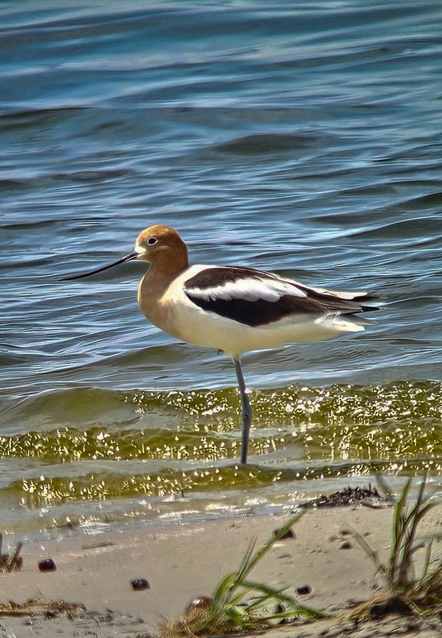 Avocette d'Amérique - ML656998556