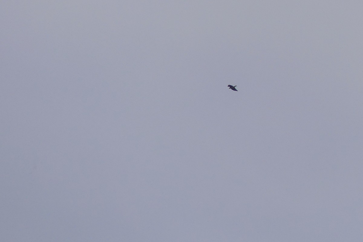 European Honey-buzzard - ML656999326