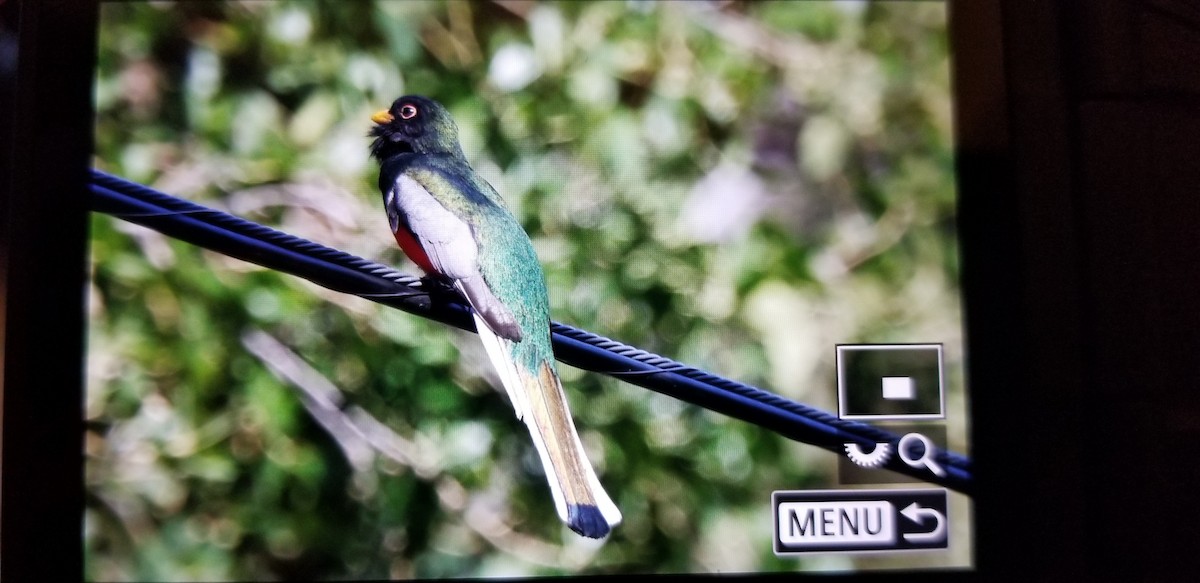 Coppery-tailed Trogon - ML657000143