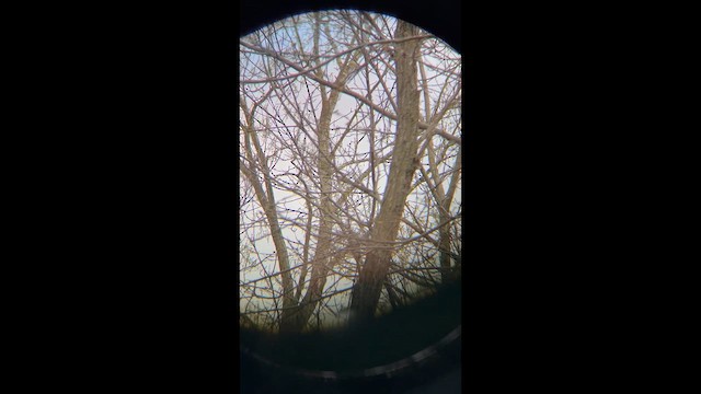 myrteparula - ML657000651