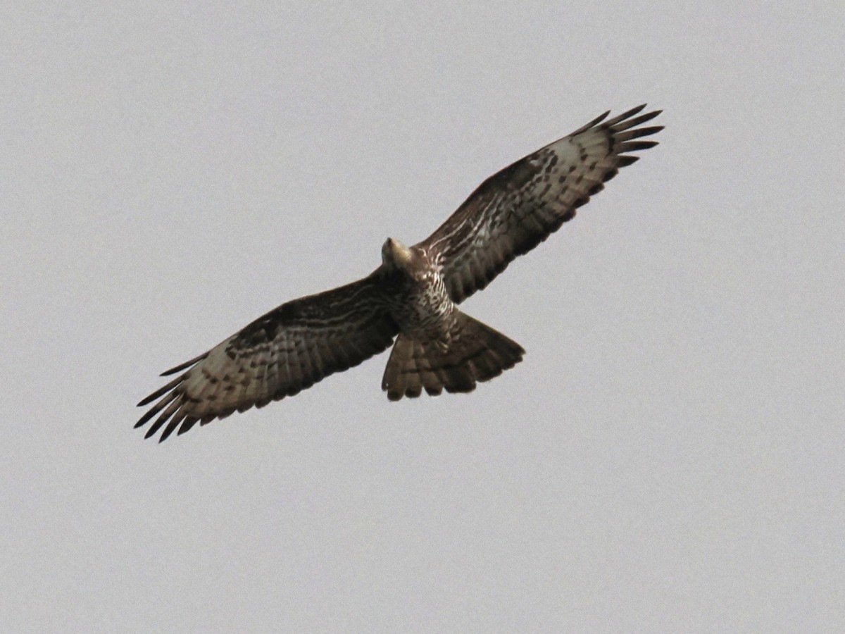 European Honey-buzzard - ML657000918