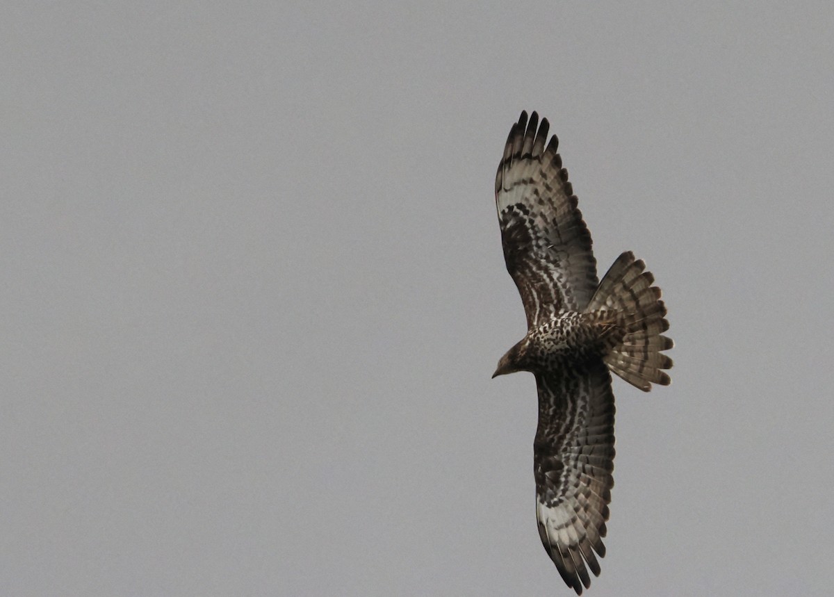 European Honey-buzzard - ML657000919