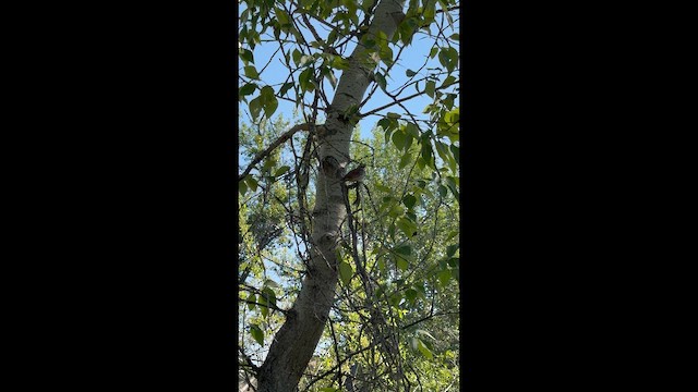 Song Sparrow - ML657001564
