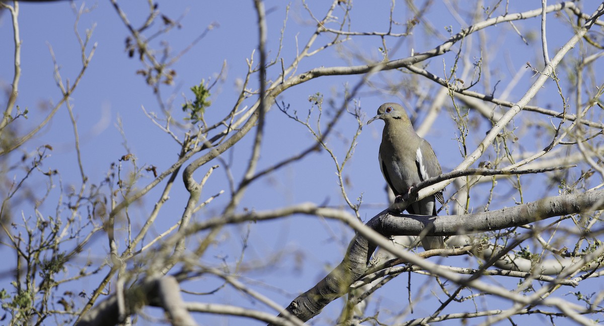 White-winged Dove - ML657001884