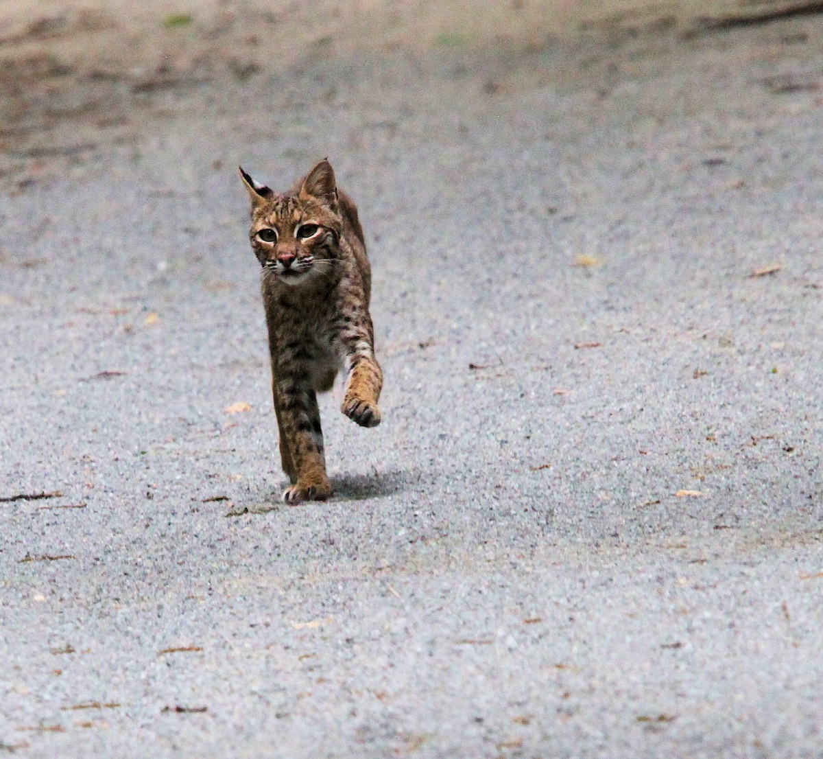 Eastern Bobcat - ML657002077