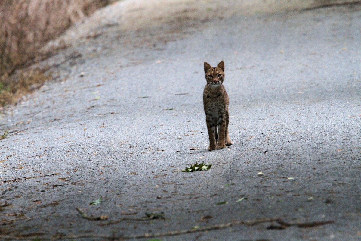 Eastern Bobcat - ML657002078