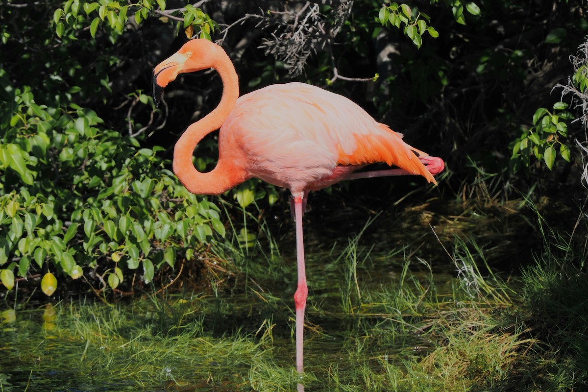 Amerika Flamingosu - ML657002200
