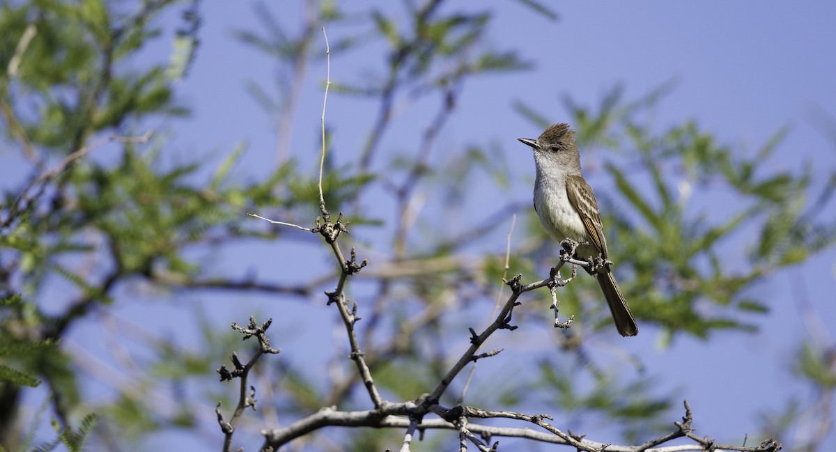 Ash-throated Flycatcher - ML657002399