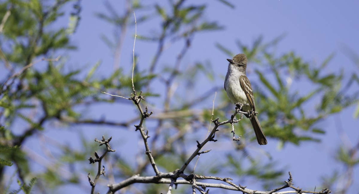 Ash-throated Flycatcher - ML657002433