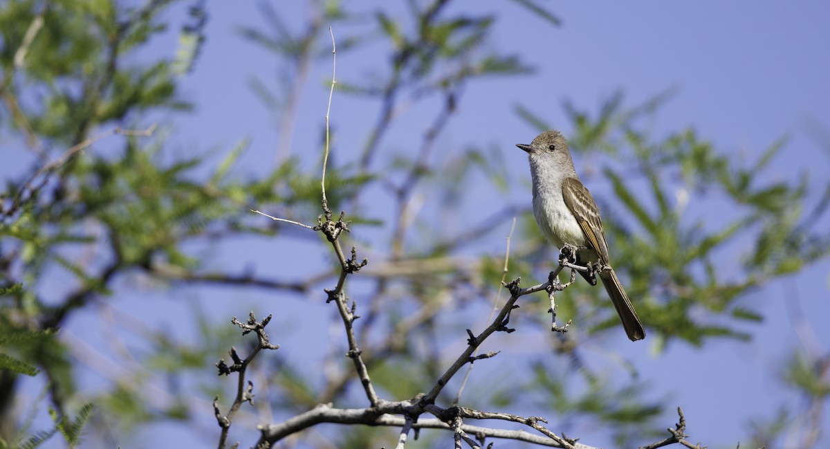 Ash-throated Flycatcher - ML657002488
