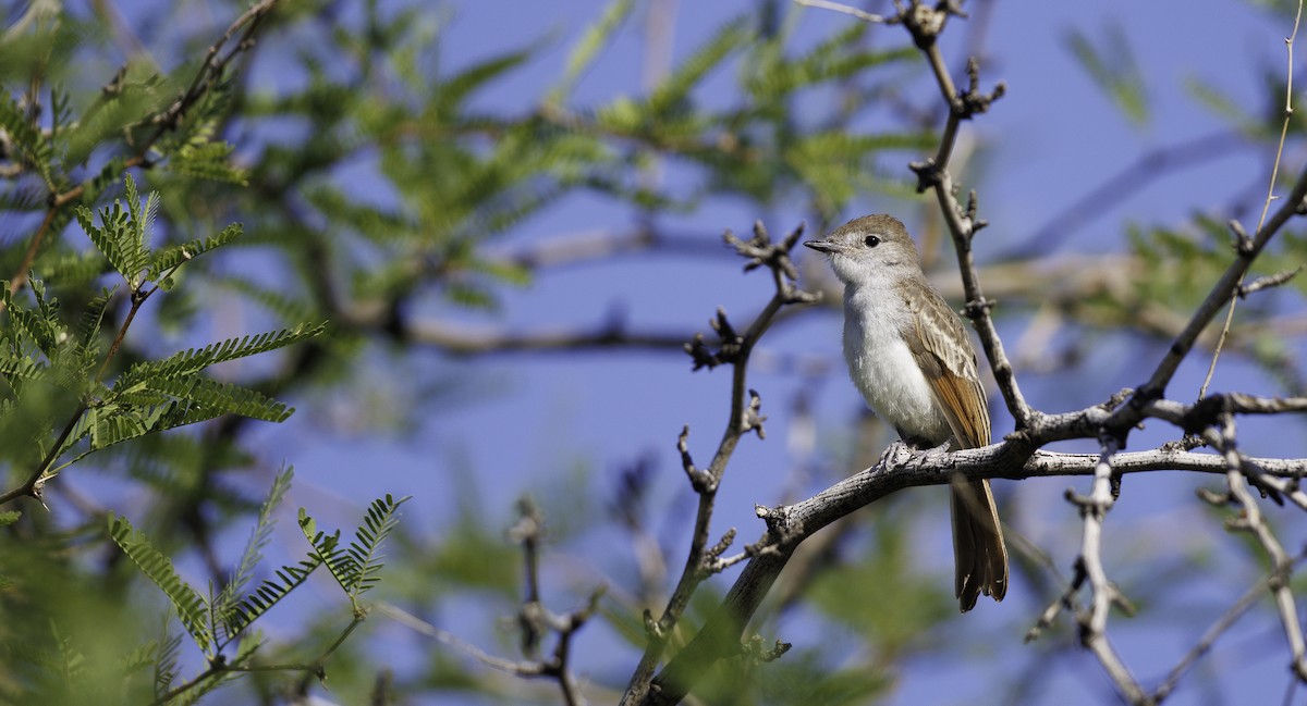 Ash-throated Flycatcher - ML657002742