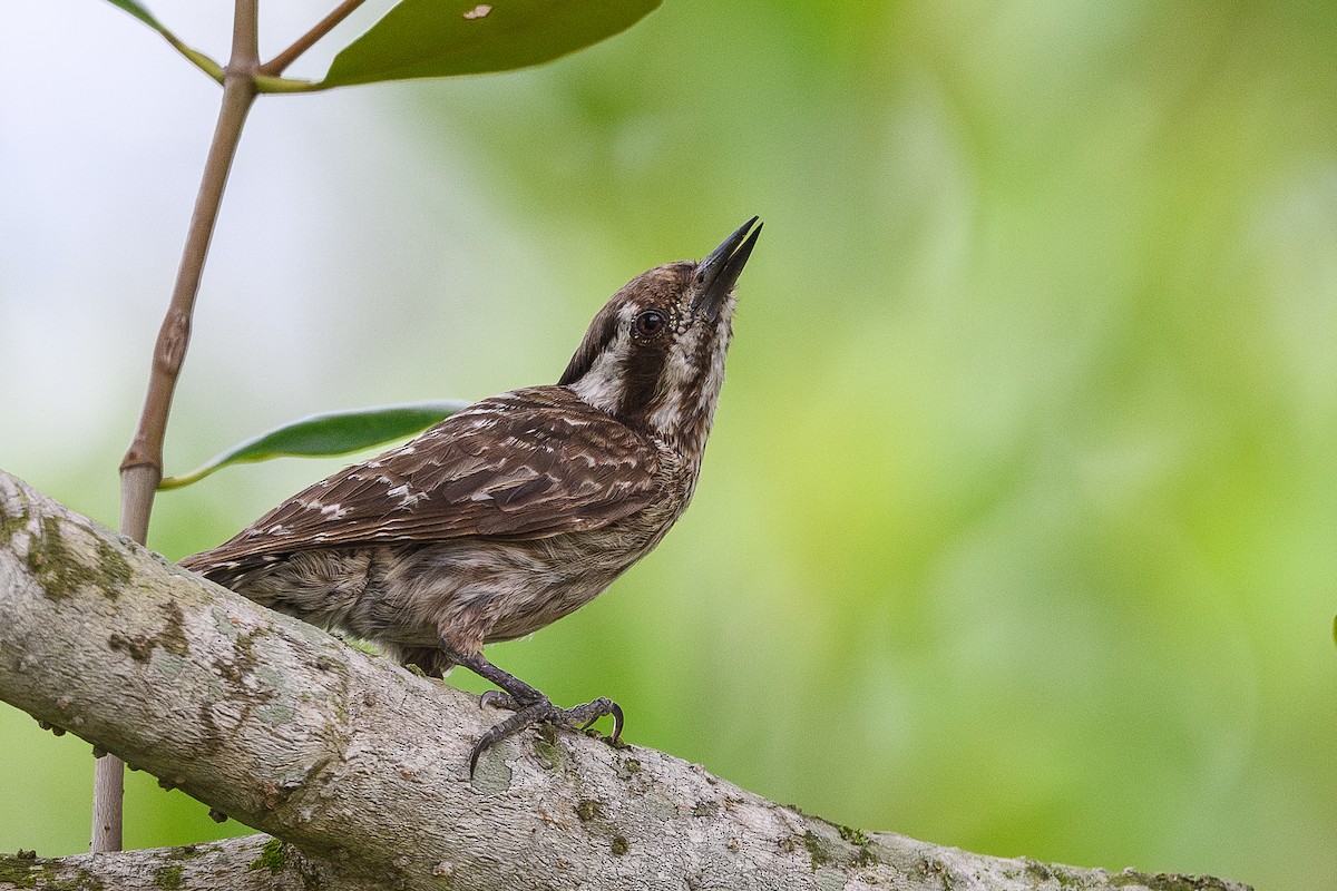 Sunda Pygmy Woodpecker - ML657002752