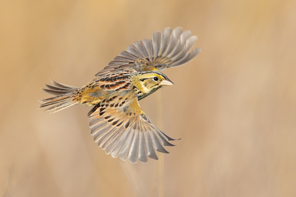 Henslow's Sparrow - ML657002839