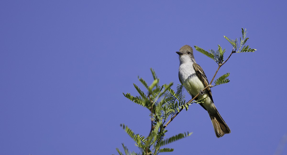 Ash-throated Flycatcher - ML657003032