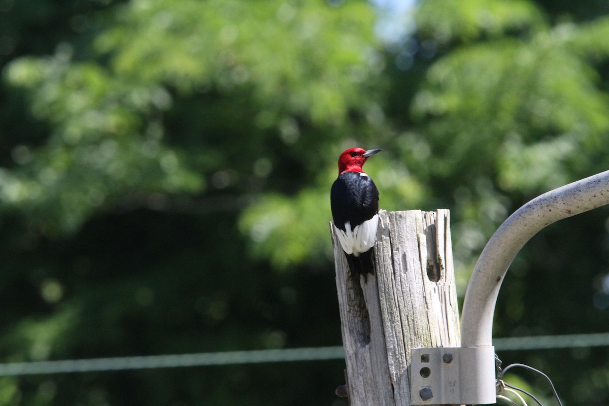 Red-headed Woodpecker - ML657003045