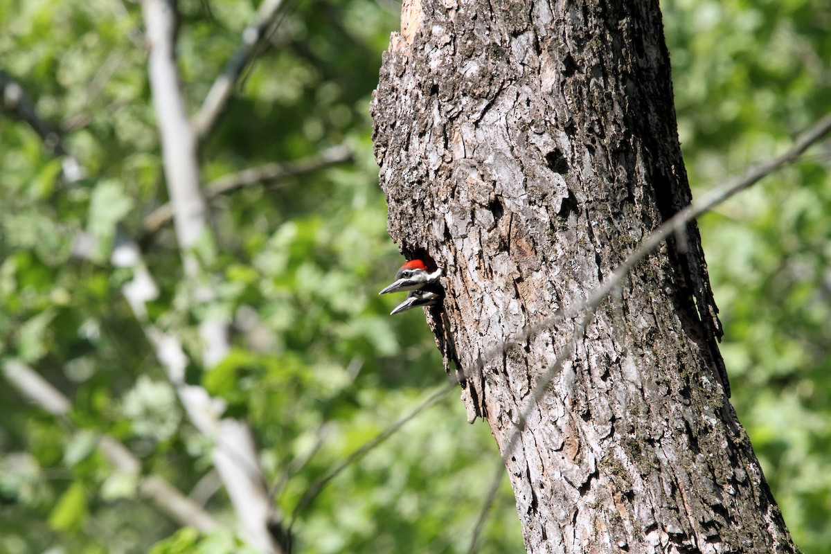 Pileated Woodpecker - ML657003099