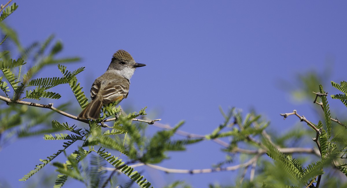 Ash-throated Flycatcher - ML657003230