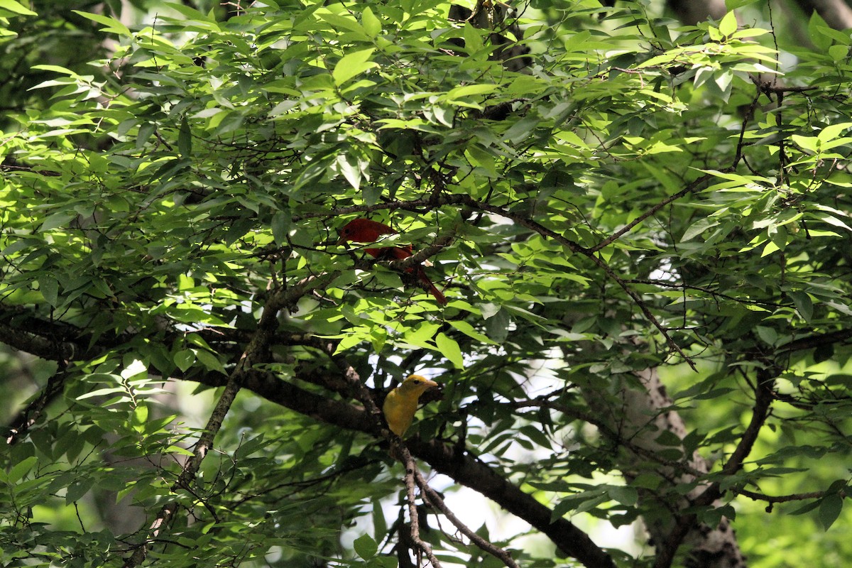 Summer Tanager - ML657003246