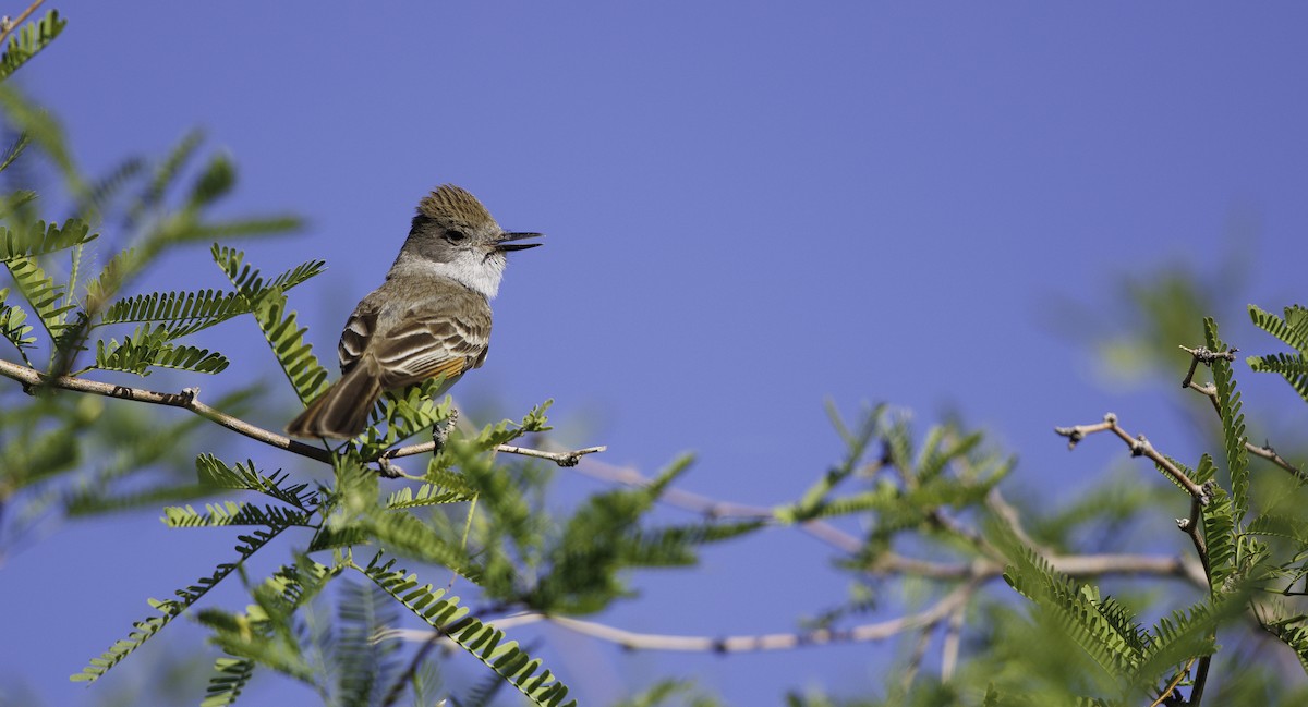 Ash-throated Flycatcher - ML657003294