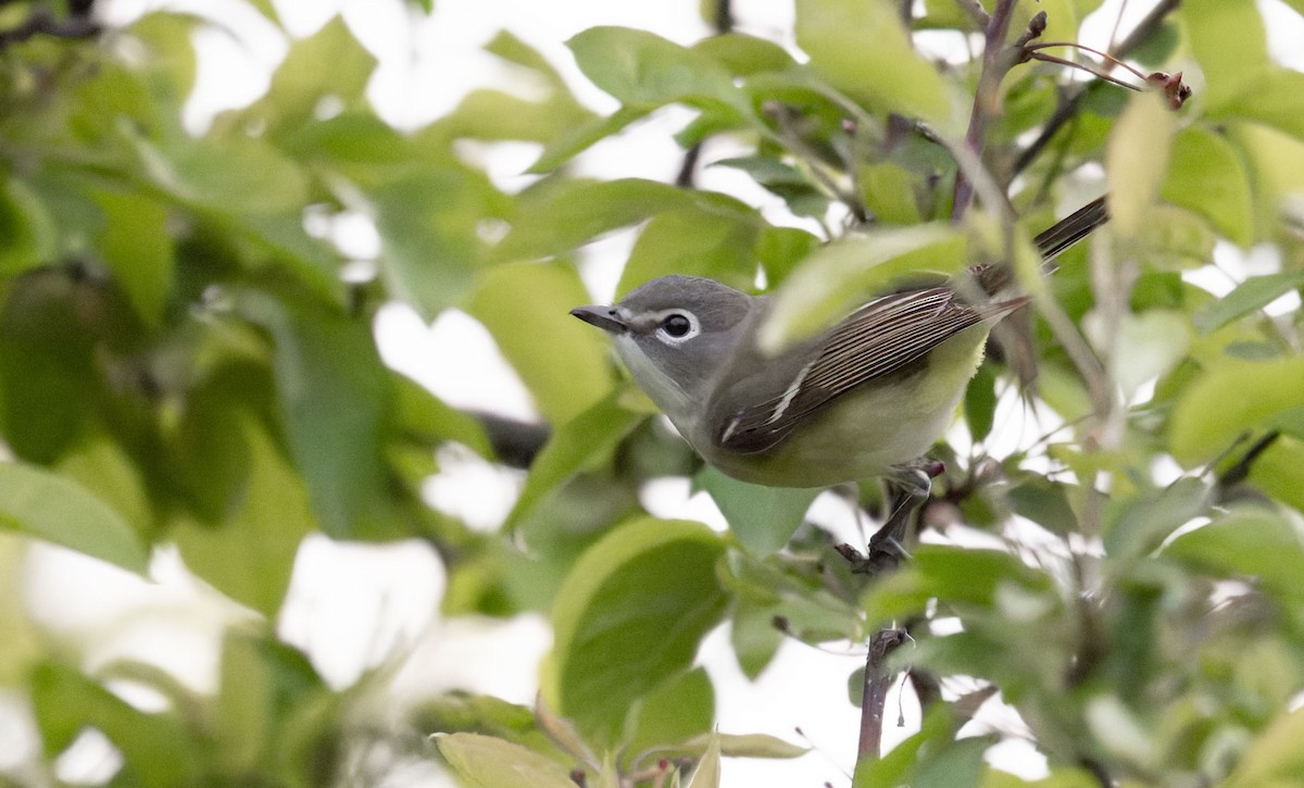 vireo sp. - ML657003301
