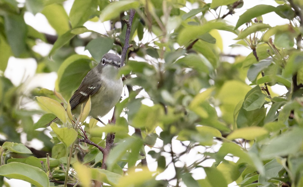 vireo sp. - ML657003302