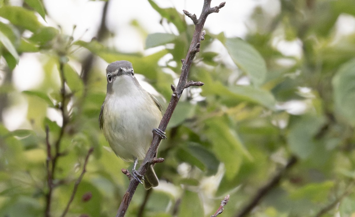 vireo sp. - ML657003303
