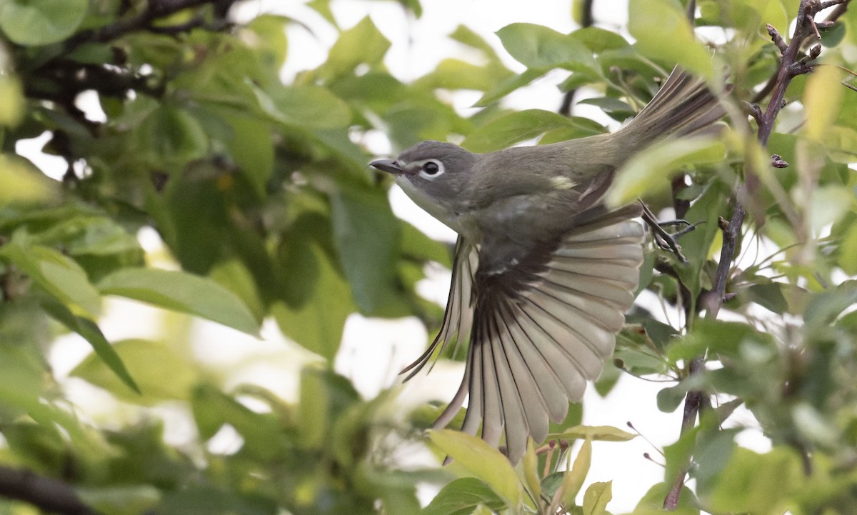 vireo sp. - ML657003304
