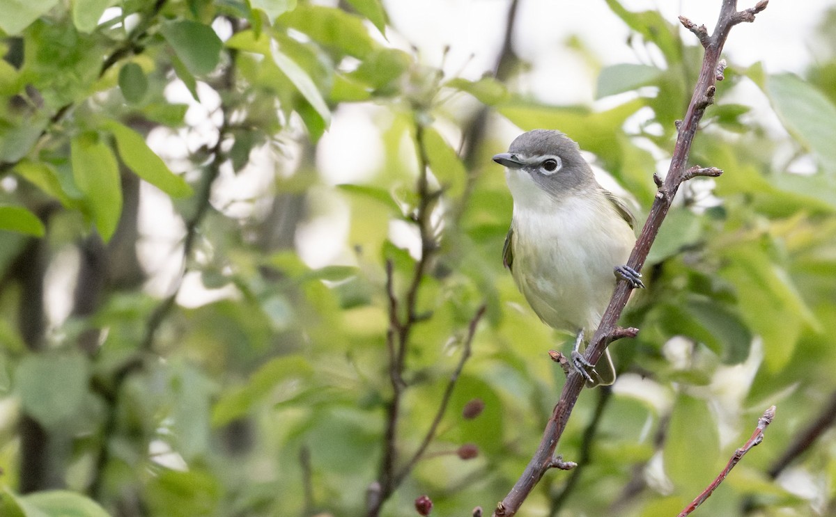 vireo sp. - ML657003305