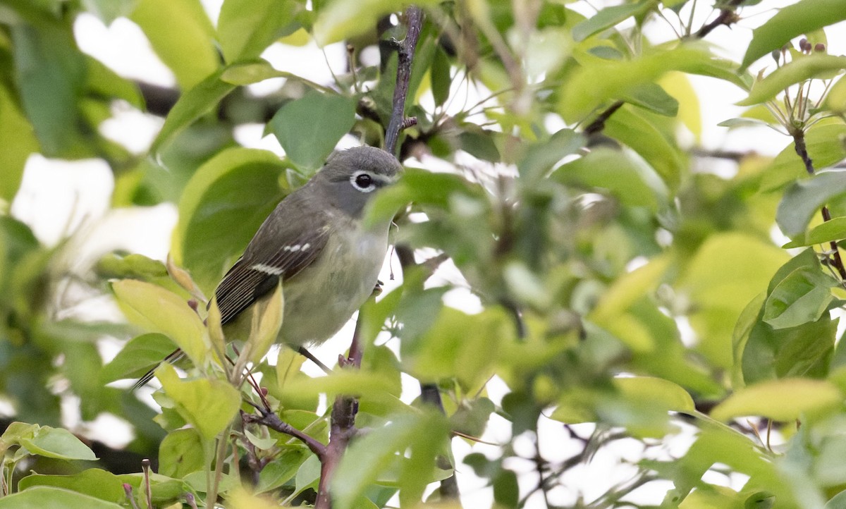 vireo sp. - ML657003306