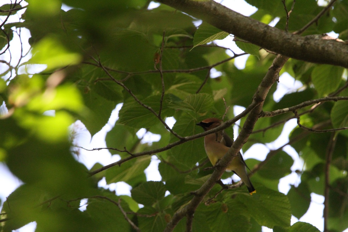 Cedar Waxwing - ML657003338