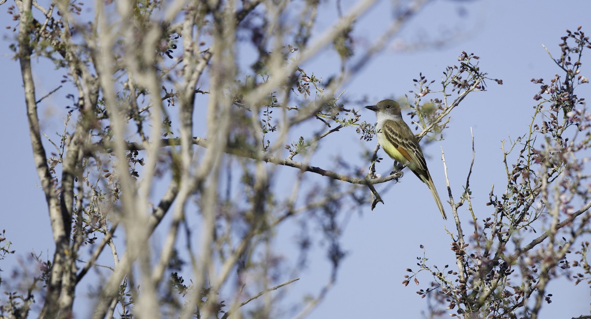 Brown-crested Flycatcher - ML657003530