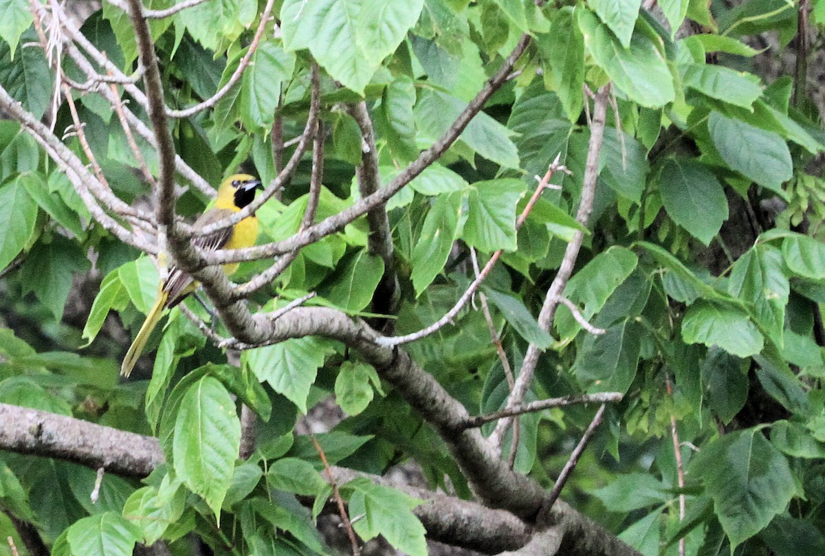Orchard Oriole - ML657003709