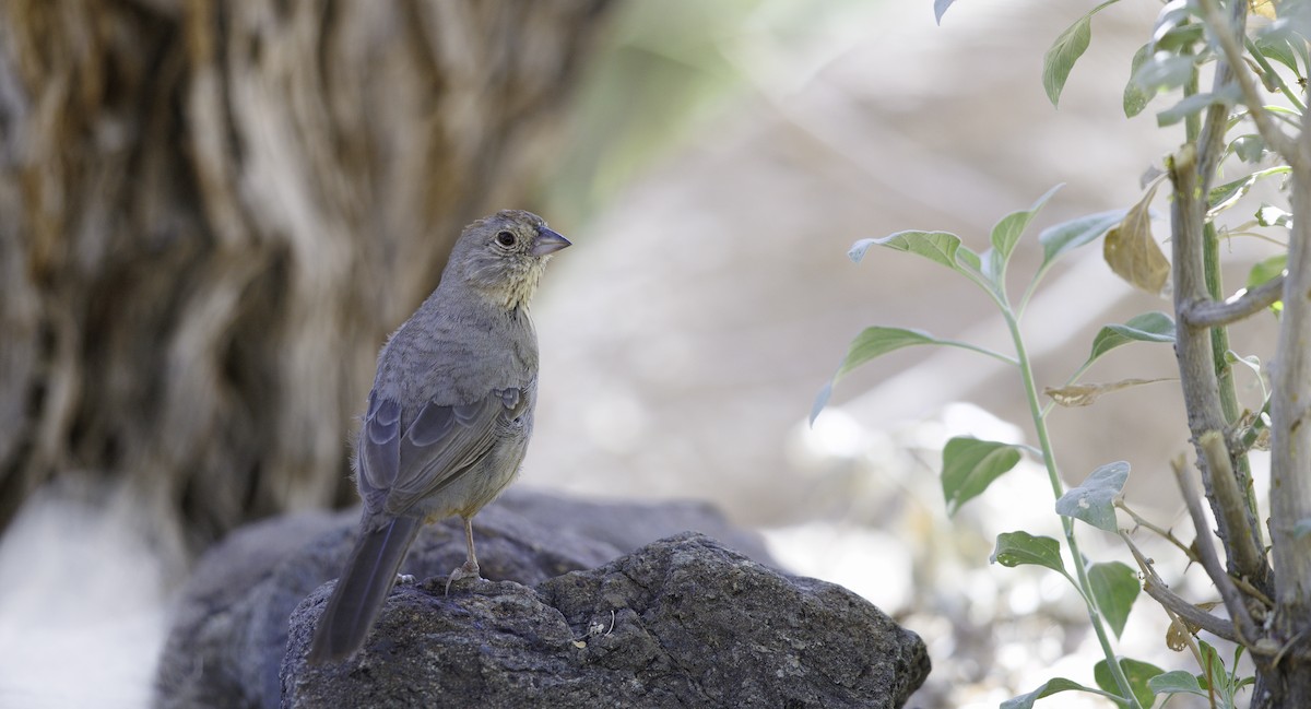Canyon Towhee - ML657004008
