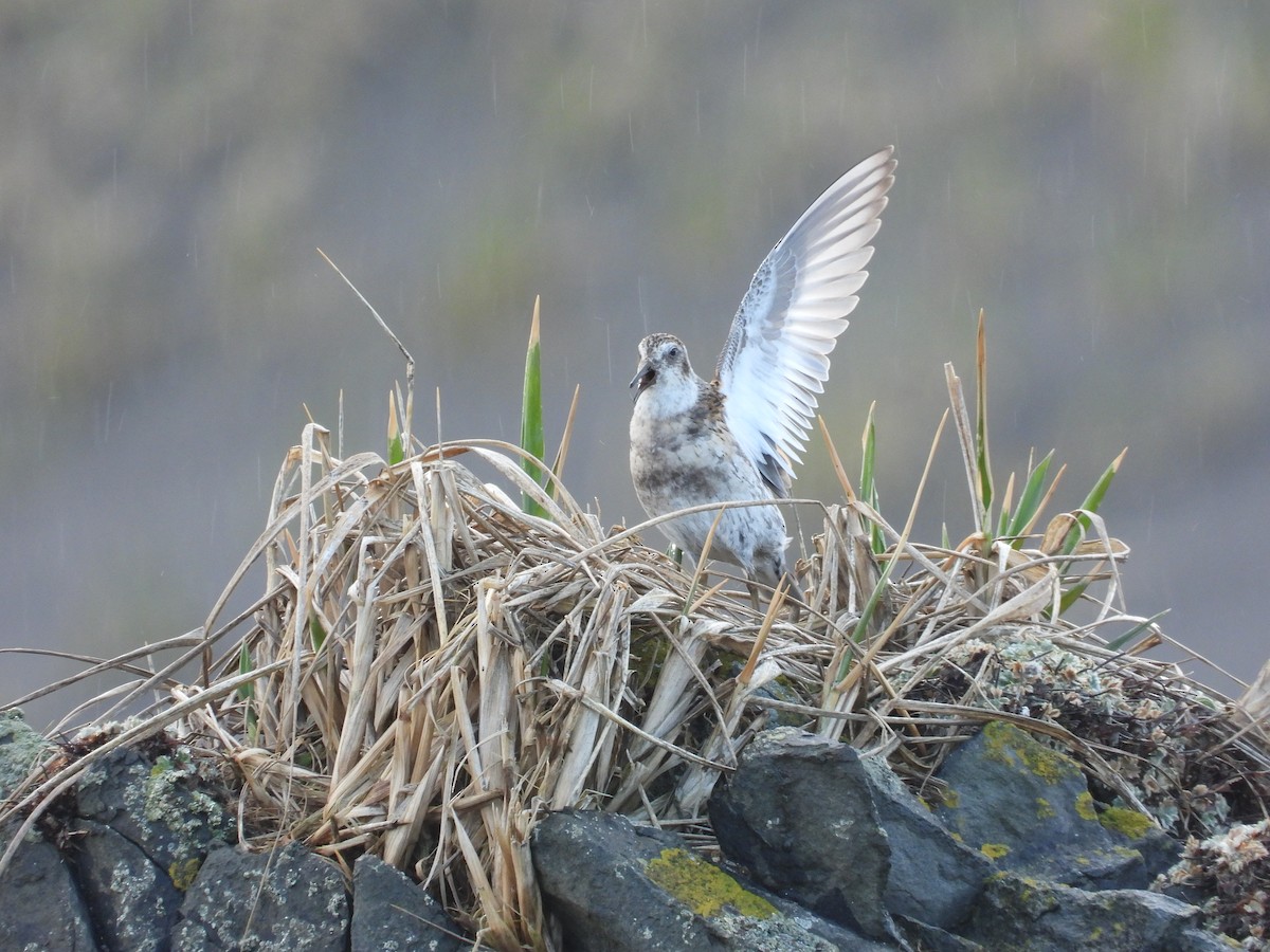 Rock Sandpiper (Aleutian) - ML657004015