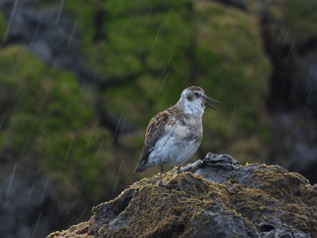 Rock Sandpiper (Aleutian) - ML657004017