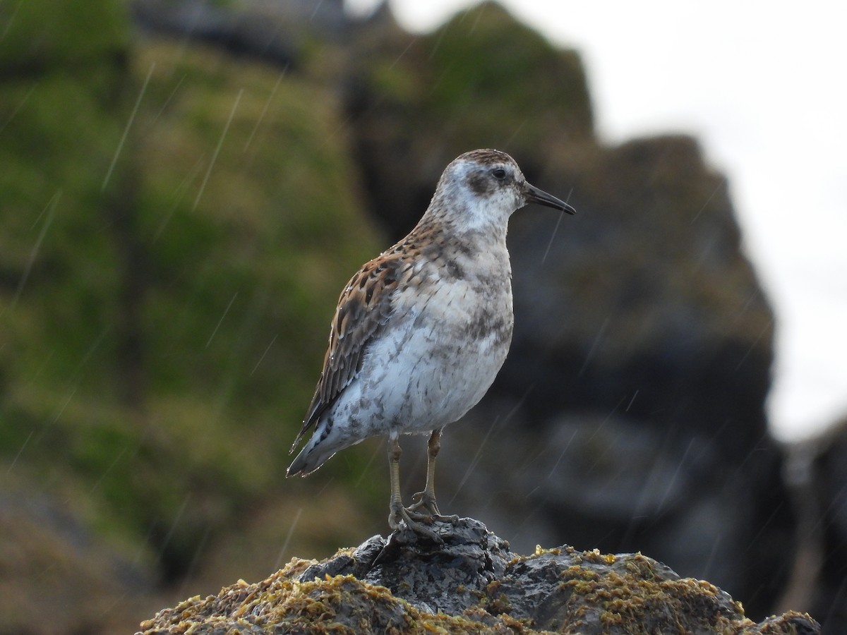 Rock Sandpiper (Aleutian) - ML657004026