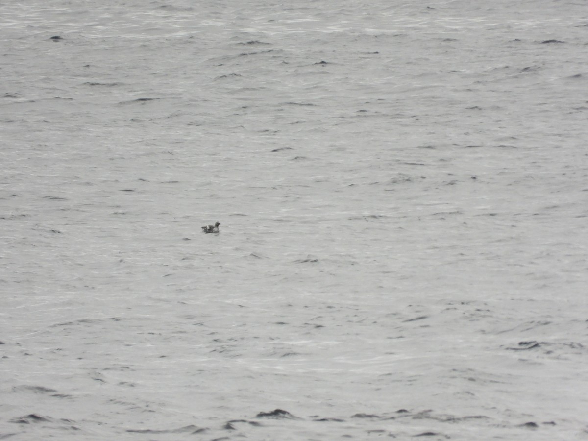 Pigeon Guillemot - ML657004158