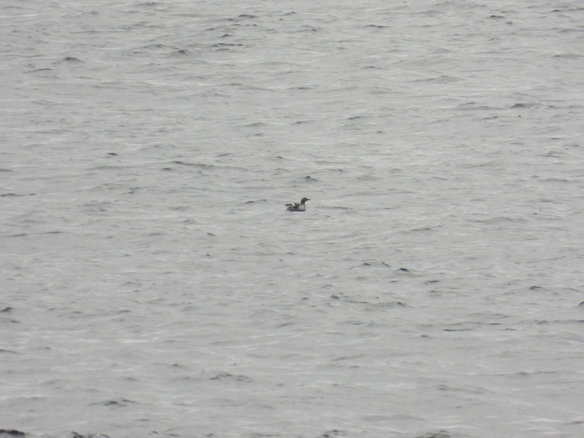 Pigeon Guillemot - ML657004159