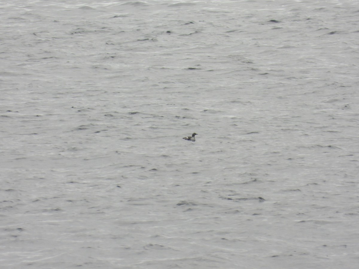 Pigeon Guillemot - ML657004160
