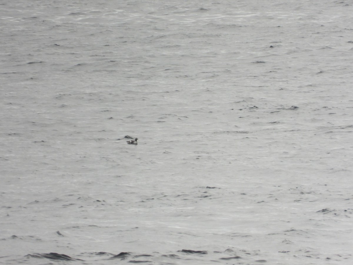 Pigeon Guillemot - ML657004161