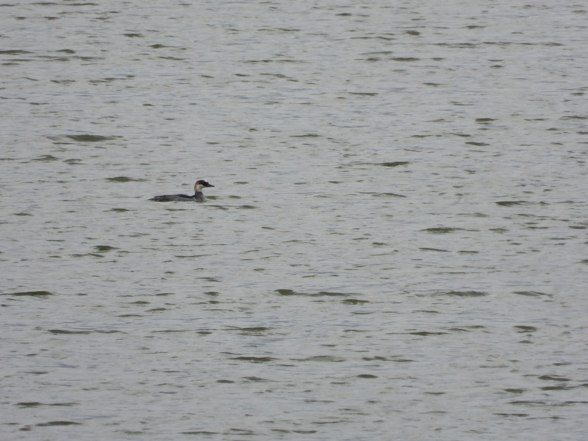 Red-necked Grebe - ML657004197