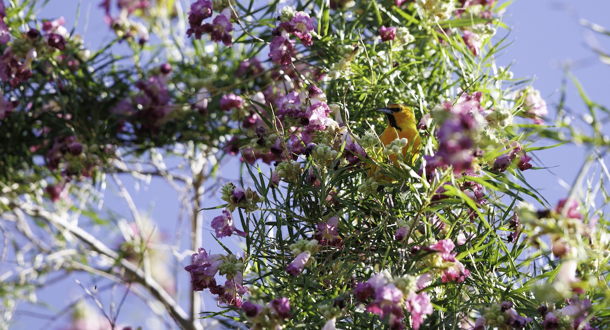 Bullock's Oriole - ML657004225
