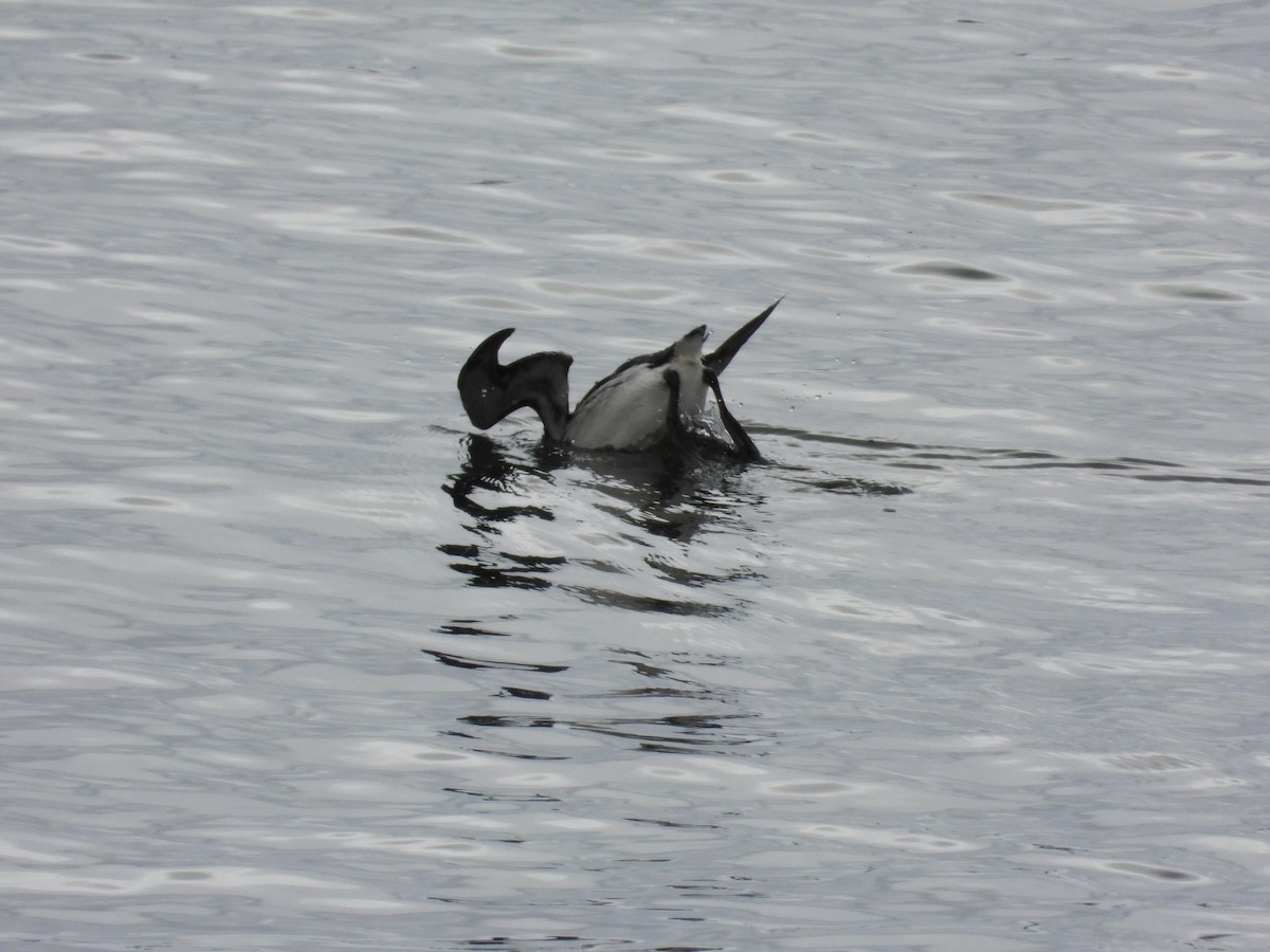 Common Murre - ML657004226