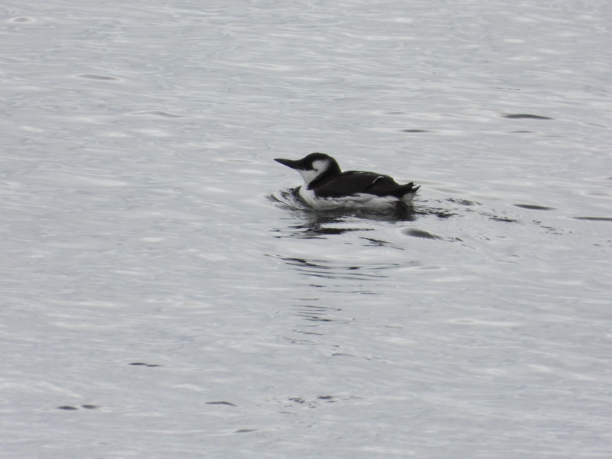 Common Murre - ML657004228
