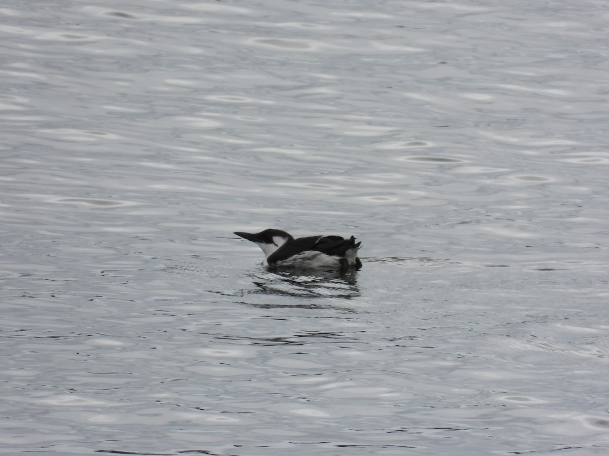 Common Murre - ML657004229