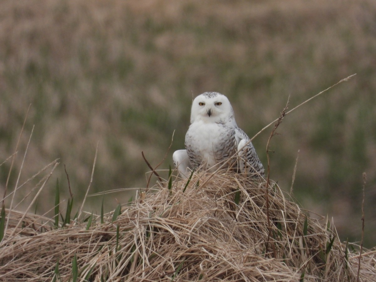 Snowy Owl - ML657004275